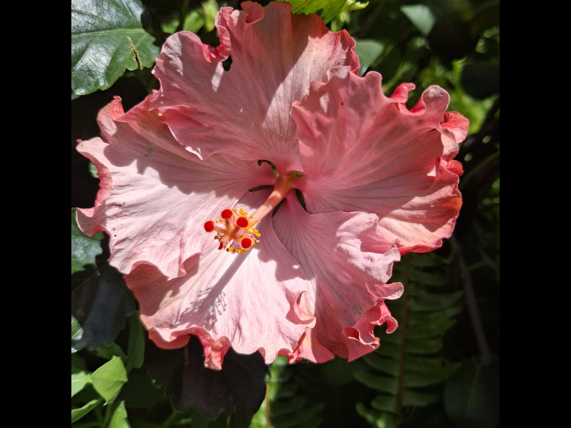 Yvaine in Teneriffa
