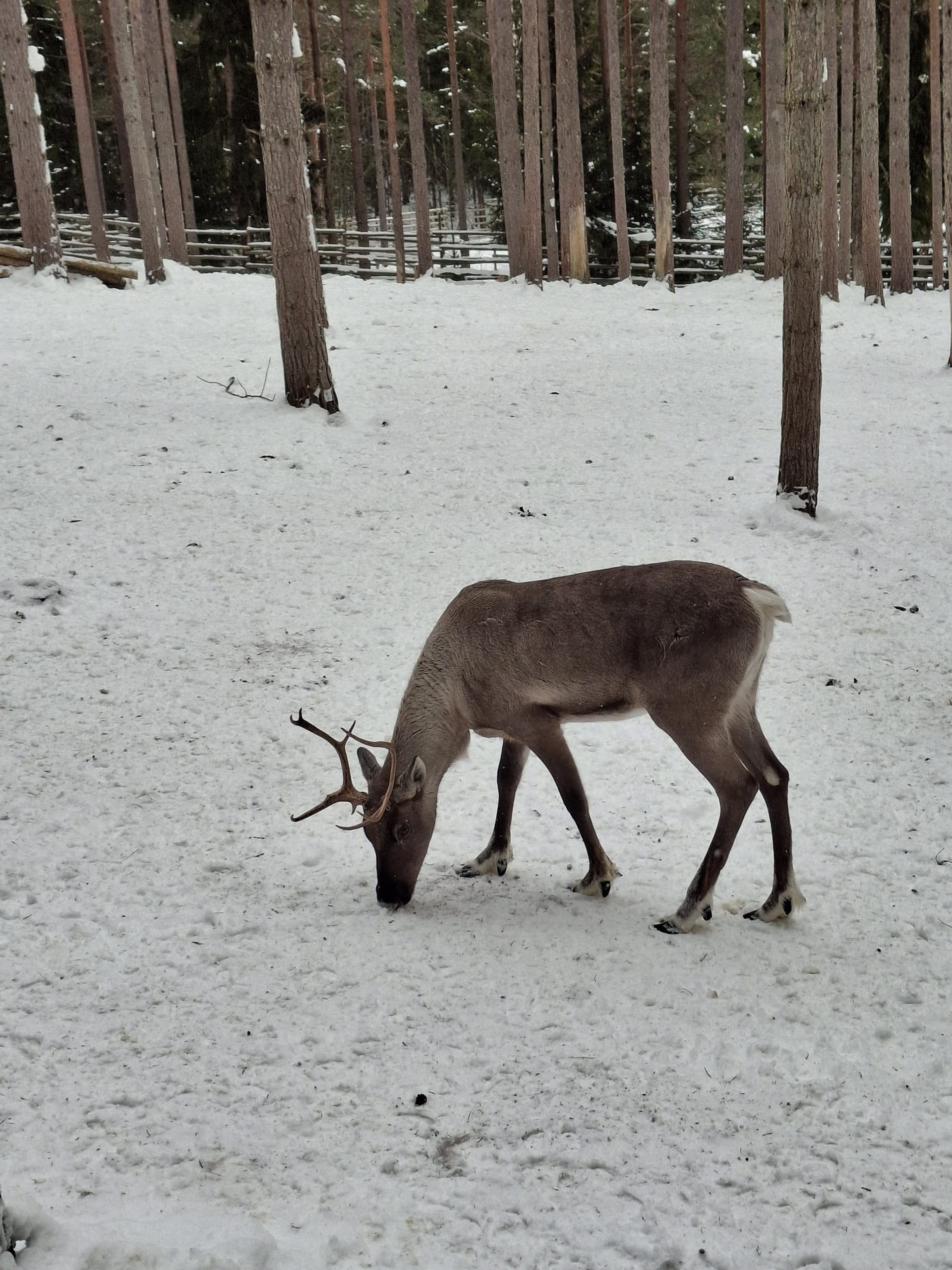 WINTERABENTEUER IN SCHWEDEN