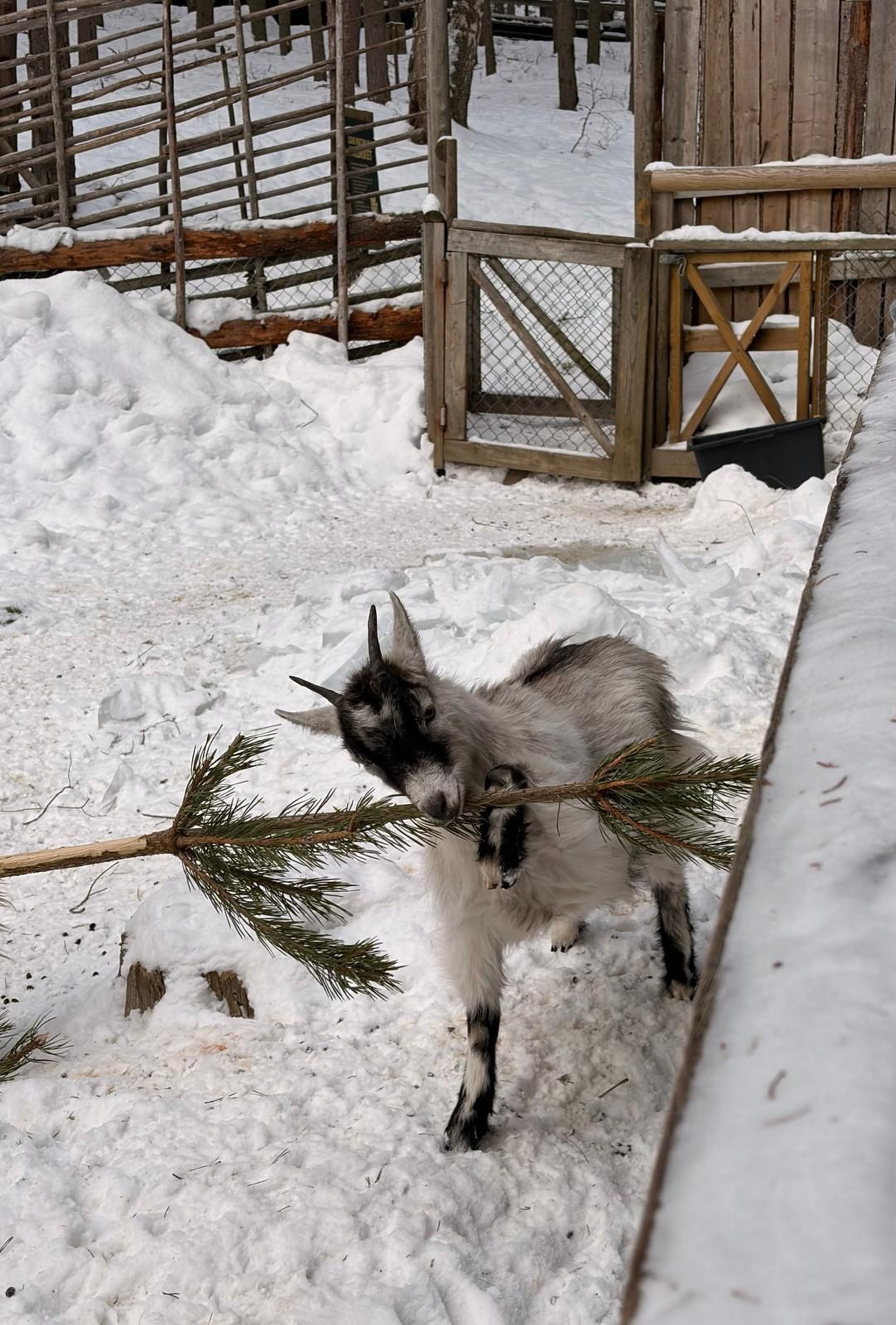 WINTERABENTEUER IN SCHWEDEN