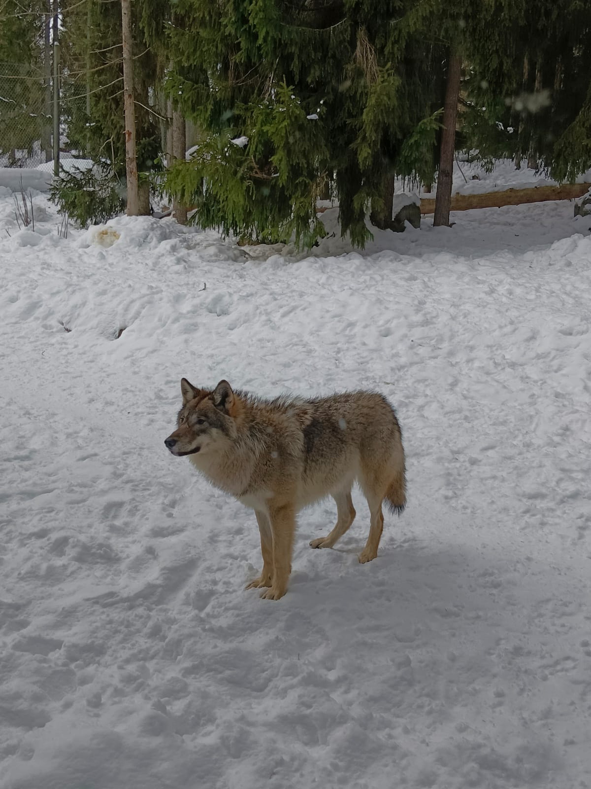 WINTERABENTEUER IN SCHWEDEN